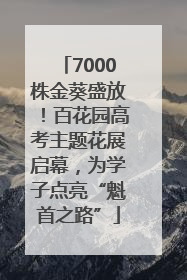 7000株金葵盛放！百花园高考主题花展启幕，为学子点亮“魁首之路”